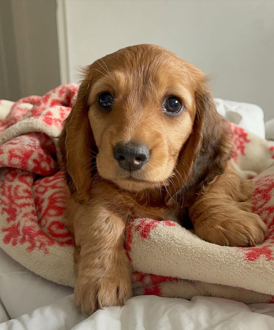 Lindie, 8 Weeks Old, Female