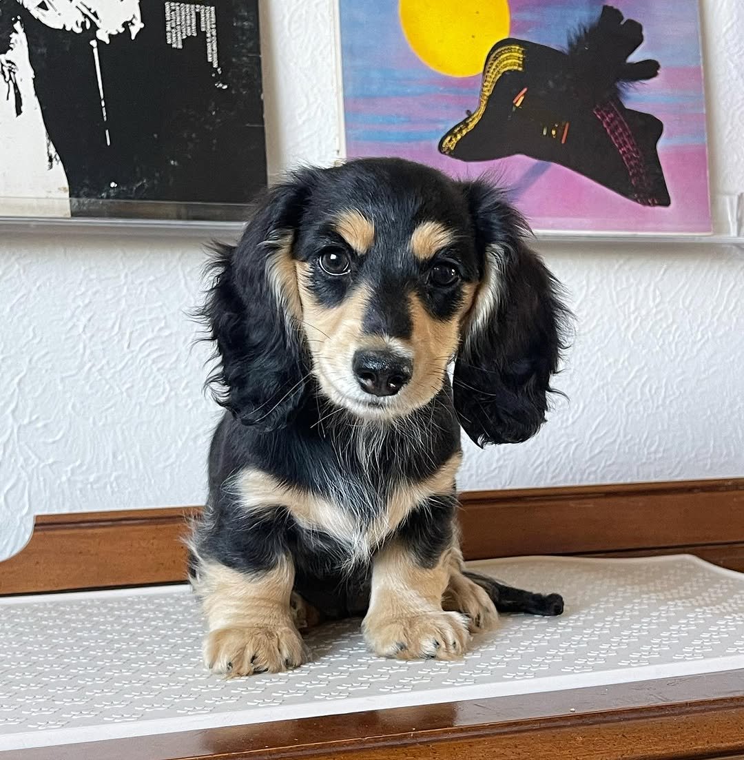 Maggie, 8 Weeks Old, Female