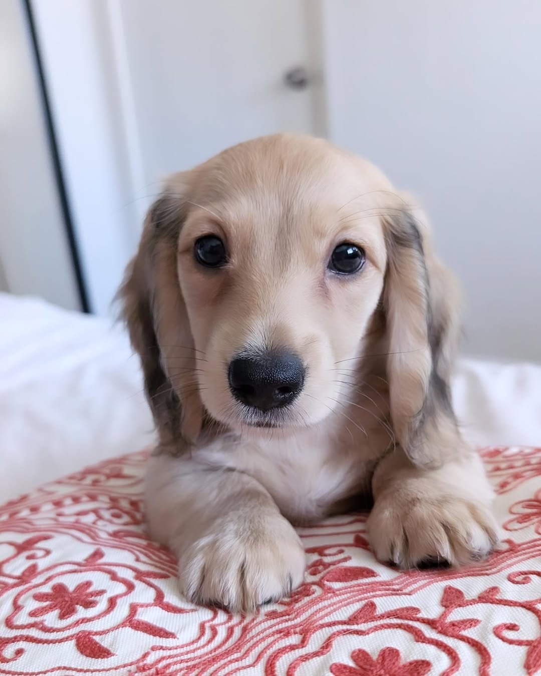 Tery, 8 Weeks Old, Male