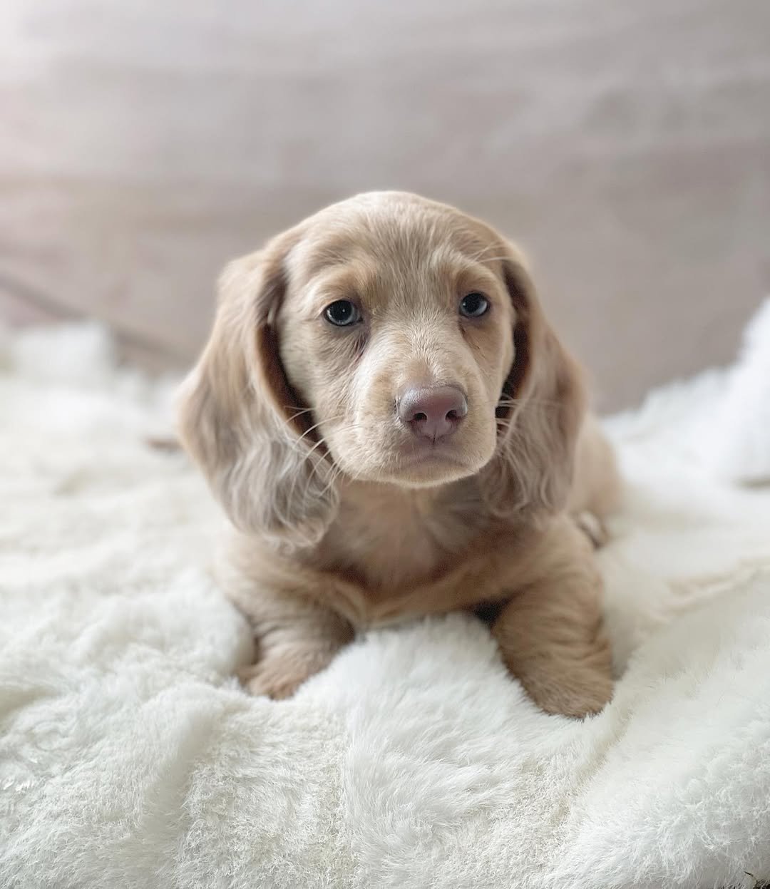 Maxim, 8 Weeks Old, Male