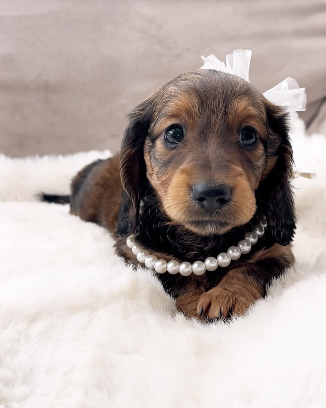 Suzy, 8 Weeks Old, Female